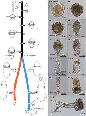 Postembryonic development and male paedomorphosis in Osedax (Siboglinidae, Annelida)